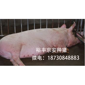 裕丰京安种猪新美系二元,京安猪