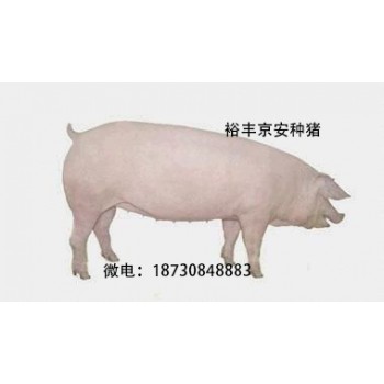 裕丰京安种猪新美系二元,京安猪，体型好种猪