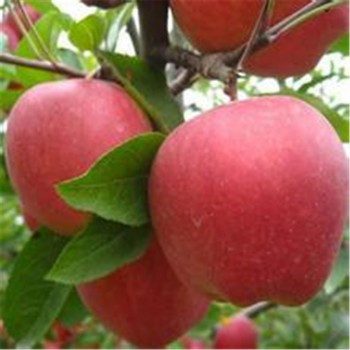 山东红富士苹果苗 苹果苗基地