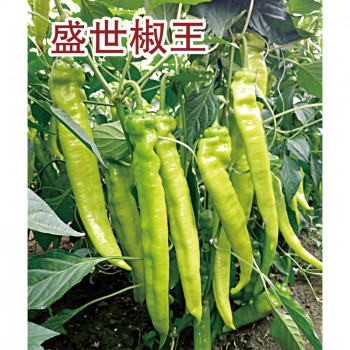 辣椒种子