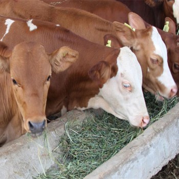 三个月小牛犊  小牛犊育肥养殖场 架子牛价格厂家直销