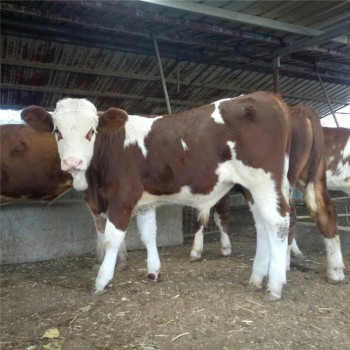 纯正六白花西门塔尔牛价格,西门塔尔牛养殖基地,肉牛犊批发