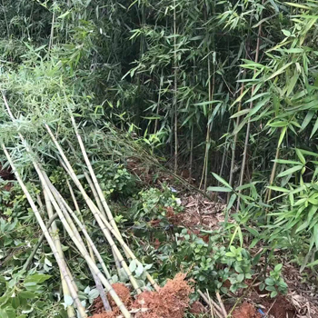 刚竹3