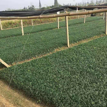 玉龙草2