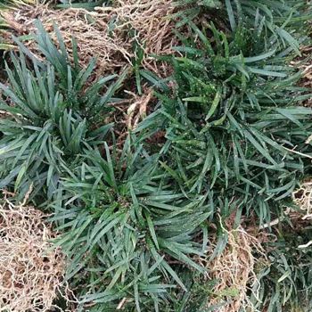 玉龙草