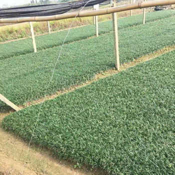 玉龙草3