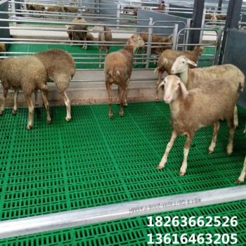 塑料羊粪板 全自动化羊用设备 60*60无缝连接羊床地板