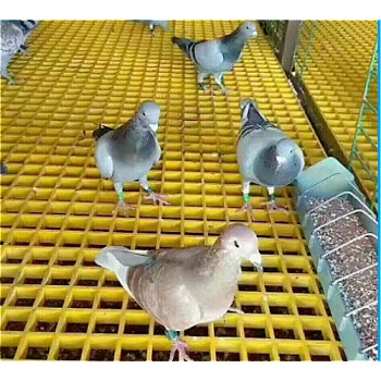 养殖鸽舍地网玻璃钢地网漏粪板