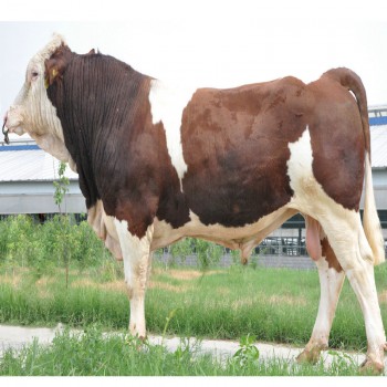 育肥改良肉牛 鲁西黄牛改良肉牛价格 西门塔尔牛改良肉牛品种