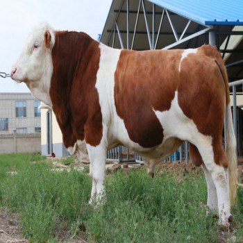 西门塔尔牛肉牛苗价格，鲁西黄牛苗价格，改良牛犊子品种