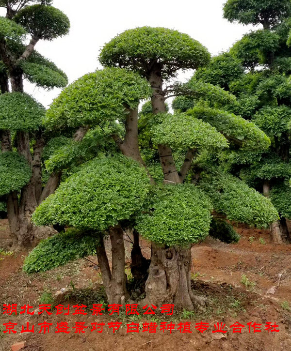 造型对节白蜡 (71)