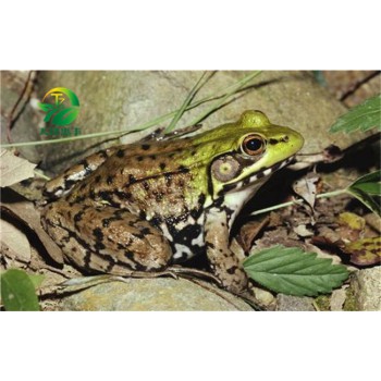 怎么样才能改良优化青蛙养殖的质量