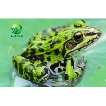 青蛙养殖使用大棚养殖一年收入15万元，真有这么赚钱？