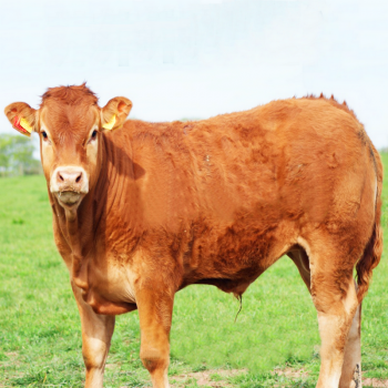 广东肉牛养殖场 肉牛犊出售 利木赞牛价格 鲁西黄牛苗