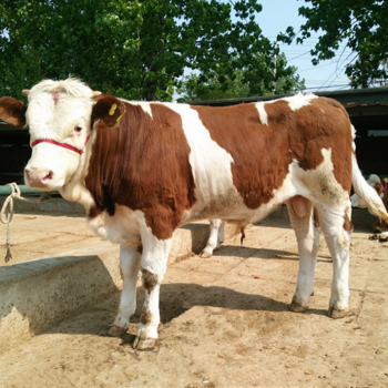 河南肉牛养殖场直销西门塔尔牛犊 鲁西黄牛苗 改良夏洛莱牛价格