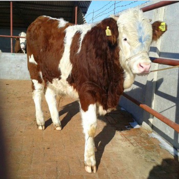 贵州肉牛养殖场出售西门塔尔小牛-鲁西黄牛牛苗 改良牛犊价格
