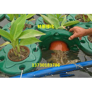 水生植物