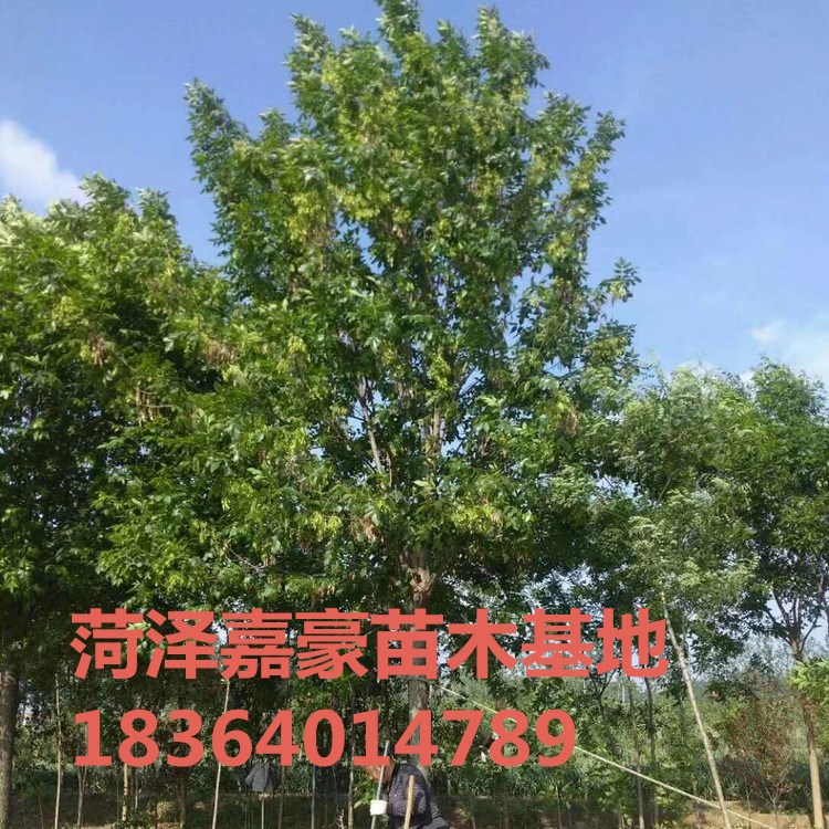 373384580_gaitubao_com_750<em></em>x750_副本