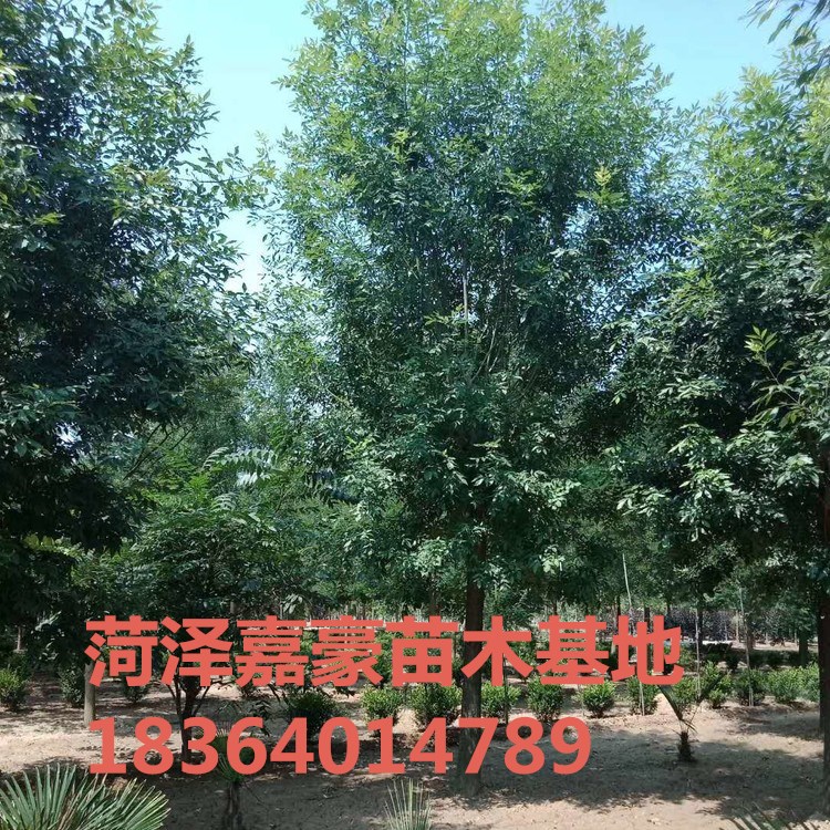 339137932_gaitubao_com_750<em></em>x750_副本