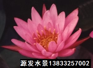 红仙子睡莲