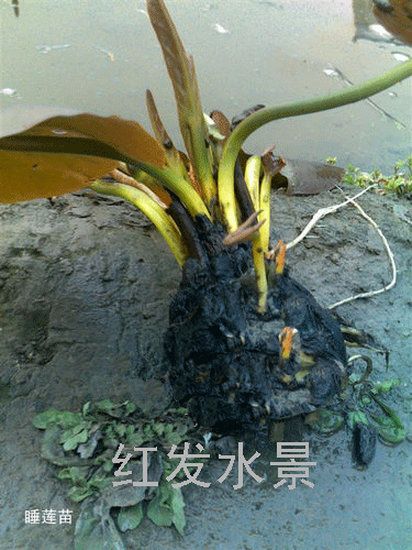 睡莲种块