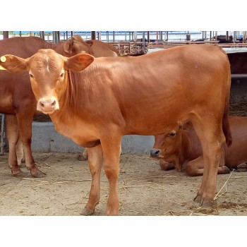山东鲁盛肉牛养殖场出售育肥肉牛犊，鲁西黄牛，西门塔尔牛价格低