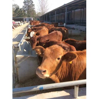 鲁西黄牛养殖场出售黄牛苗价格优惠鲁西黄牛犊生长快