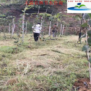 四川省达州市果园灌溉设备猕猴桃吊挂微喷设备滴灌设备