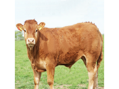 肉牛苗批发哪里的肉牛价格便宜到哪里买肉牛