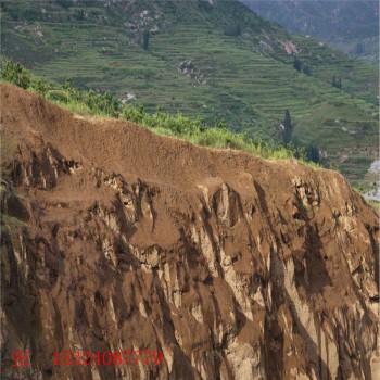 客土喷播植草施工  山坡绿化工程