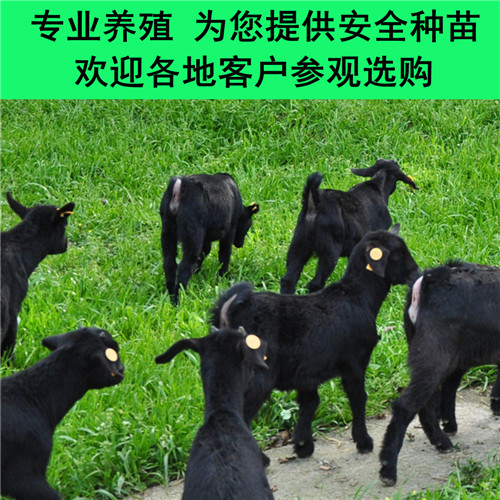 O1CN01PCk6bv1beSkzkb4oz_!!1628113490