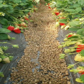 供应章姬奶油草莓苗 红颜巧克力草莓苗 根系好 易成活