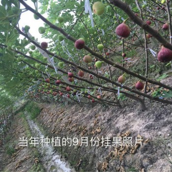 供应无花果树苗 波姬红无花果苗 金傲芬无花果苗