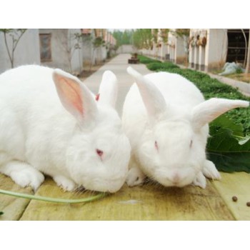 肉兔种兔价格及养殖