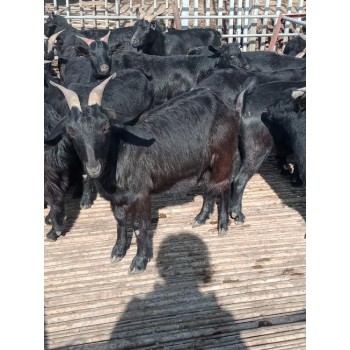 黑山羊养殖基地努比亚黑山羊供应商
