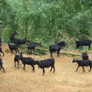 供应纯种黑山羊低价格好品质努比亚黑山羊种羊
