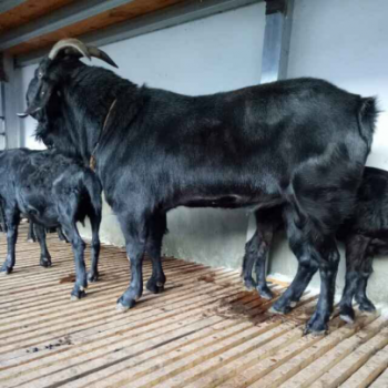 努比亚黑山羊养殖基地出售纯种黑山羊