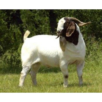 波尔山羊养殖基地出售纯种波尔山羊