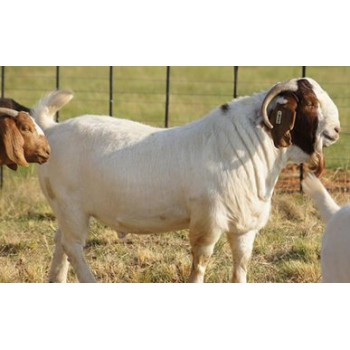 供应纯种波尔山羊种羊波尔山羊羊苗市场低价格