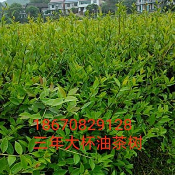 良种油茶树