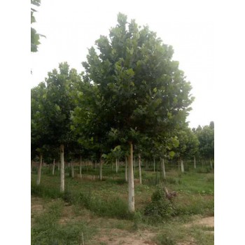 法国梧桐树12公分-15公分-18公分速生法桐价格多少钱