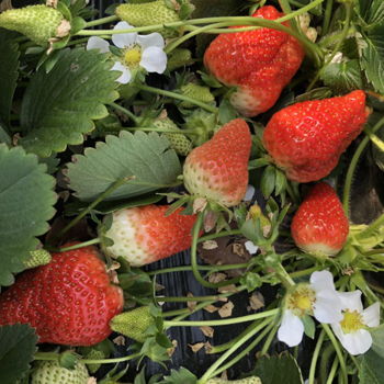 草莓苗批发价格