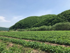 青山绿水，延吉50公顷草莓苗种植基地投入生产