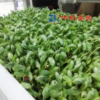 工厂直供小型豆芽机全自动 多功能豆芽机商用 黄豆芽绿豆芽机