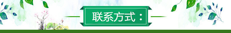 基地直售香椿苗2年苗 保湿发货泰山红油香椿树苗 免费提供大棚矮化香椿苗种植技术示例图5