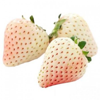 白草莓苗批发，白草莓苗，奶油草莓苗批发，奶油草莓苗