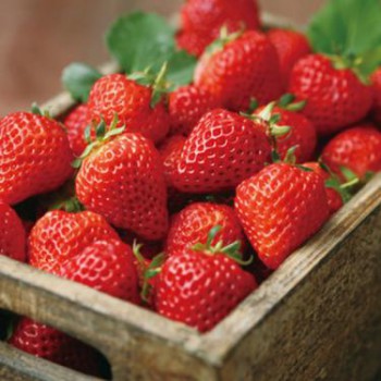 四季草莓苗批发，甜宝草莓苗批发，奶油草莓苗批发价格