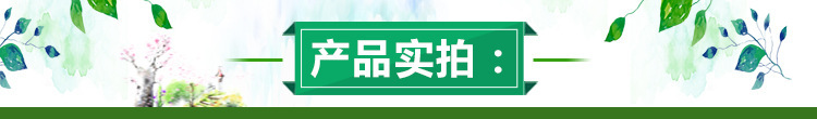 基地大量出售多种规格葡萄苗 成活率高 口感香甜金手指葡萄苗示例图1