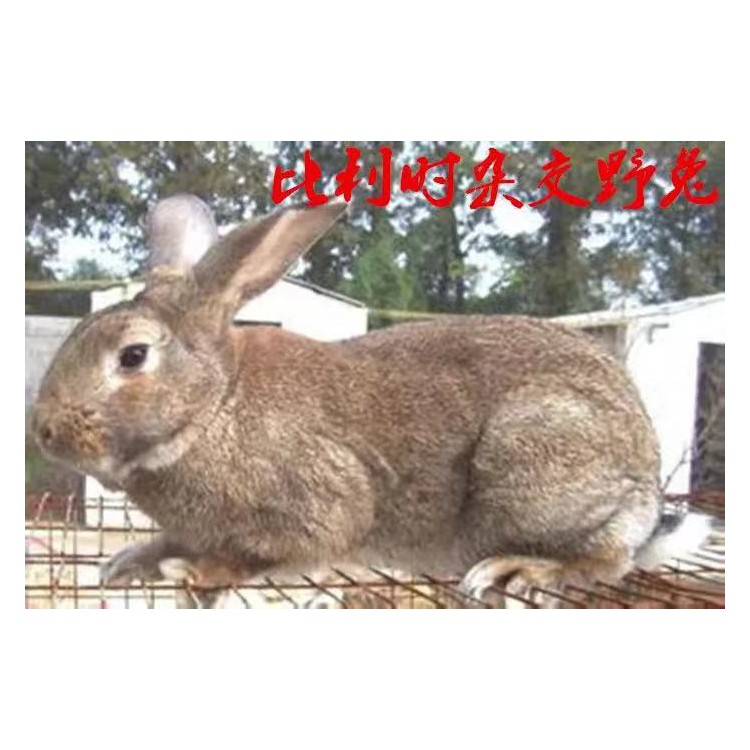 肉兔种兔价格及养殖