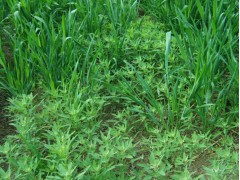 小麦田除草选用什么除草剂，什么时候打效果好